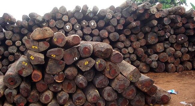 Logged Rosewood ready for luxury furniture