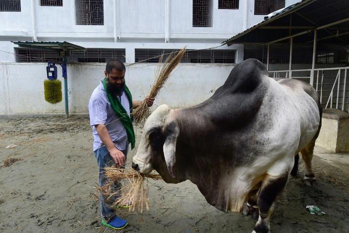 Mohammad Imran Hossain feeds his bull, named "Boss", before it was sold for a record price of 3.7 million taka (US$43,750) in Dhaka as Bangladesh prepares to sacrifice a record 10 million animals to celebrate the Muslim festival of Eid al-Adha