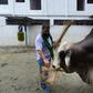 Mohammad Imran Hossain feeds his bull, named "Boss", before it was sold for a record price of 3.7 million taka (US$43,750) in Dhaka as Bangladesh prepares to sacrifice a record 10 million animals to celebrate the Muslim festival of Eid al-Adha