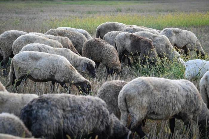 Romania is the EU's third-biggest sheep breeder after Britain and Spain