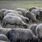 Romania is the EU's third-biggest sheep breeder after Britain and Spain