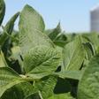 (FILES) In this file photo taken on July 6, 2018 soybean is planted in a field in in Harvard, Illinois.US President Donald Trump on August 1, 2019 announced that 10 percent tariffs on another $300 billion in Chinese imports would take effect next month...