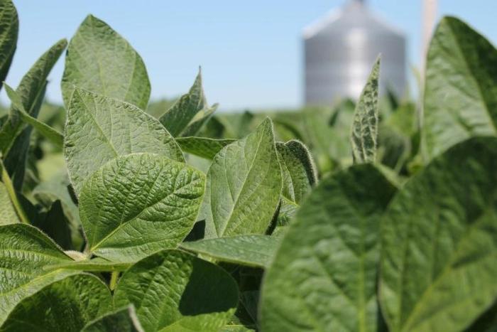(FILES) In this file photo taken on July 6, 2018 soybean is planted in a field in in Harvard, Illinois.US President Donald Trump on August 1, 2019 announced that 10 percent tariffs on another $300 billion in Chinese imports would take effect next month...