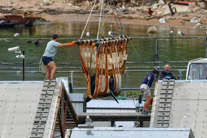 The All-Russian Fisheries and Oceanography Institute has released 10 killer whales since June
