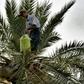 Legmi, a date palm drink, is drunk in southern Tunisia around the coastal city of Gabes