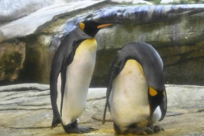 Skipper, right, and his male partner Ping, left, have begun taking care of a real egg at their enclosure in Berlin Zoo
