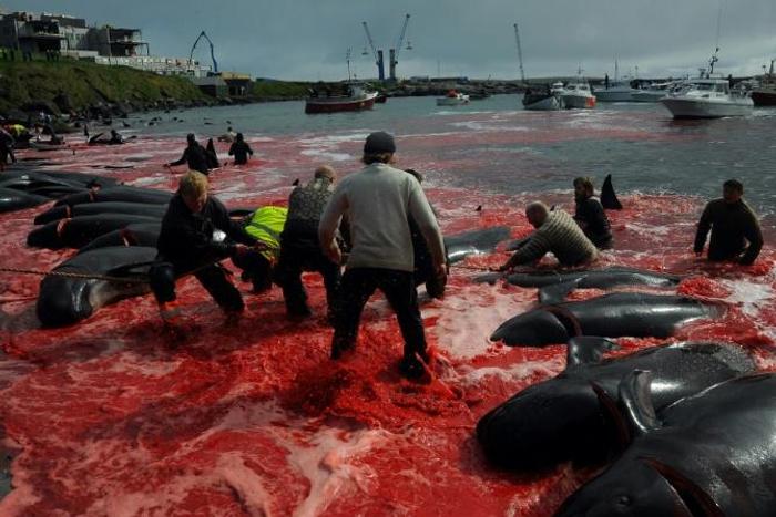 Fishermen and volunteers pull on shore pilot whales killed in a May hunt of the Faroe Islands, where pilot whaling is legal -- Bolsonaro's tweets wrongly targeted Norway, leading to ridicule of the Brazilian leader on social media