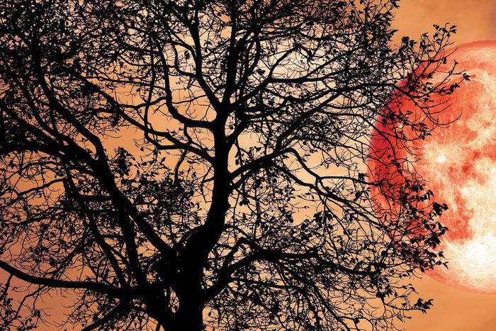 What The Full Strawberry Moon Means For Your Sign