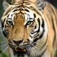 With an average of more than 120 illegally trafficked tigers seized each year since the year 2000, conservation group Traffic warns there was little sign of respite for the species