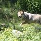 Starting in 1992, grey wolves started re-appearing in France, arriving across the Alps from Italy