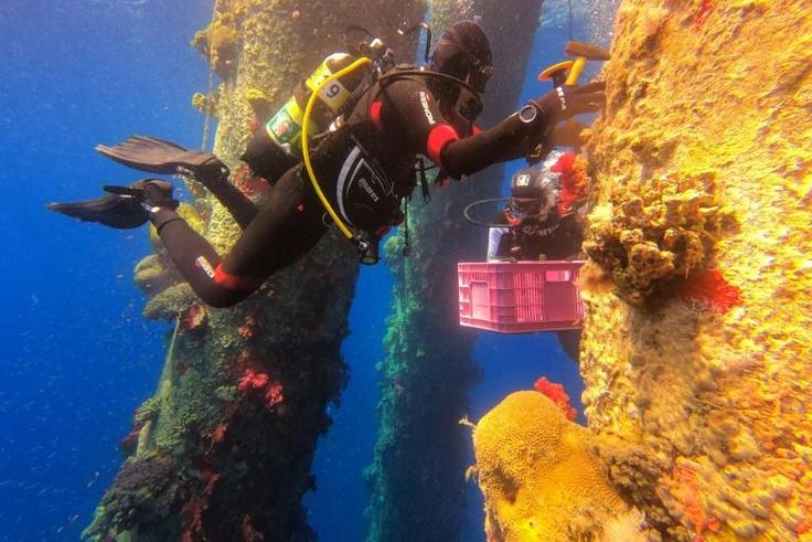 Marine ecologists are removing Red Sea coral and moving them to another site to avoid them perishing during maintenance works on a jetty