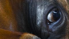 At Wing Ding in Iowa, Democrats Confront the NRA and White Supremacy