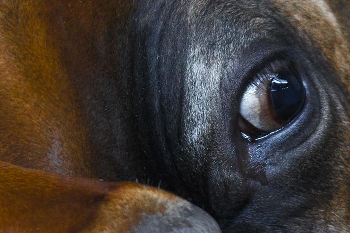 At Wing Ding in Iowa, Democrats Confront the NRA and White Supremacy