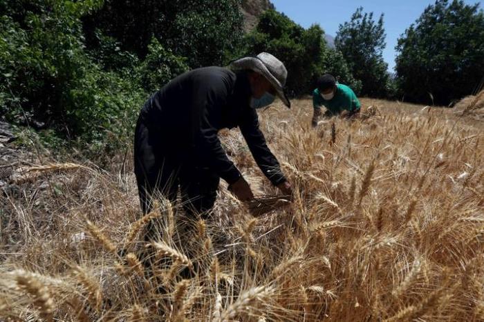 An Iraqi Kurdish farmer harvests wheat in the Qandil Mountains of northern Iraq in June 2018. This year northern farmlands are on fire