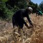 An Iraqi Kurdish farmer harvests wheat in the Qandil Mountains of northern Iraq in June 2018. This year northern farmlands are on fire