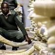 Zimbabwean wildlife authorities estimate their ivory stockpile is worth $300 million