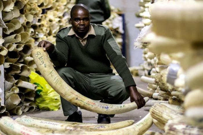 Zimbabwean wildlife authorities estimate their ivory stockpile is worth $300 million