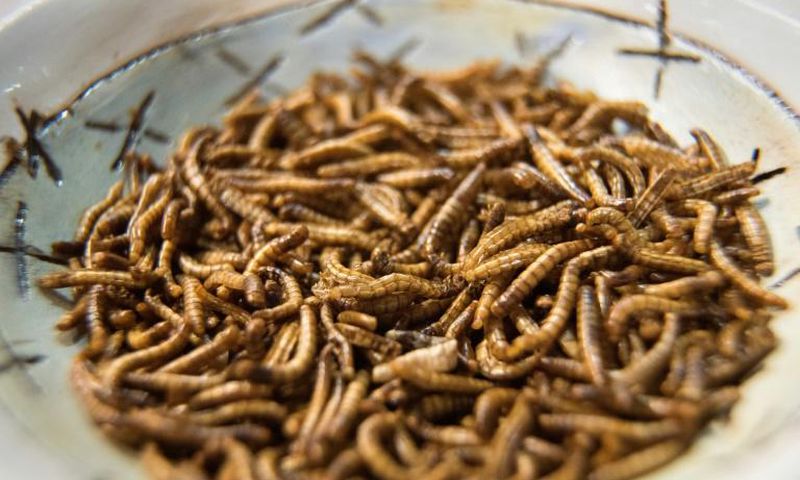 Meal worms are one of the ingredients used by Gourmet Grubb