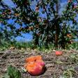 Hail-damaged apricots at an orchard in La Roche-de-Glun in southeast France on Sunday