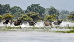 A herd of wild buffalo wade through floodwaters at Kaziranga National Park in the India's northeast state of Assam