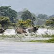 A herd of wild buffalo wade through floodwaters at Kaziranga National Park in the India's northeast state of Assam