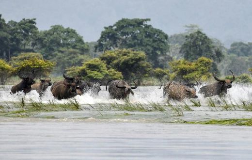 A herd of wild buffalo wade through floodwaters at Kaziranga National Park in the India's northeast state of Assam
