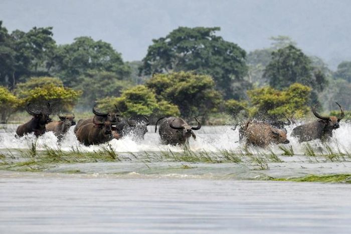 A herd of wild buffalo wade through floodwaters at Kaziranga National Park in the India's northeast state of Assam