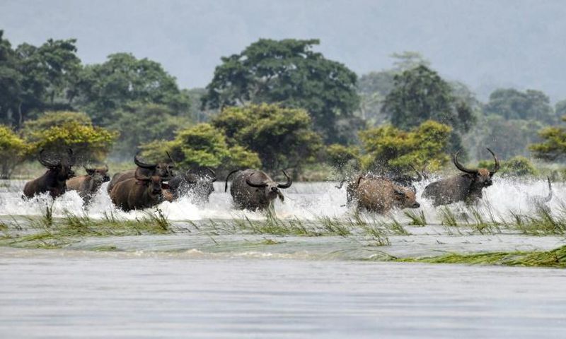 A herd of wild buffalo wade through floodwaters at Kaziranga National Park in the India's northeast state of Assam