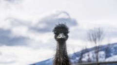 Elusive Emu Remains at Large in North Carolina After More Than Three Weeks