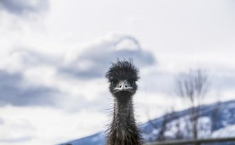 Elusive Emu Remains at Large in North Carolina After More Than Three Weeks