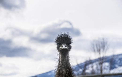 Elusive Emu Remains at Large in North Carolina After More Than Three Weeks