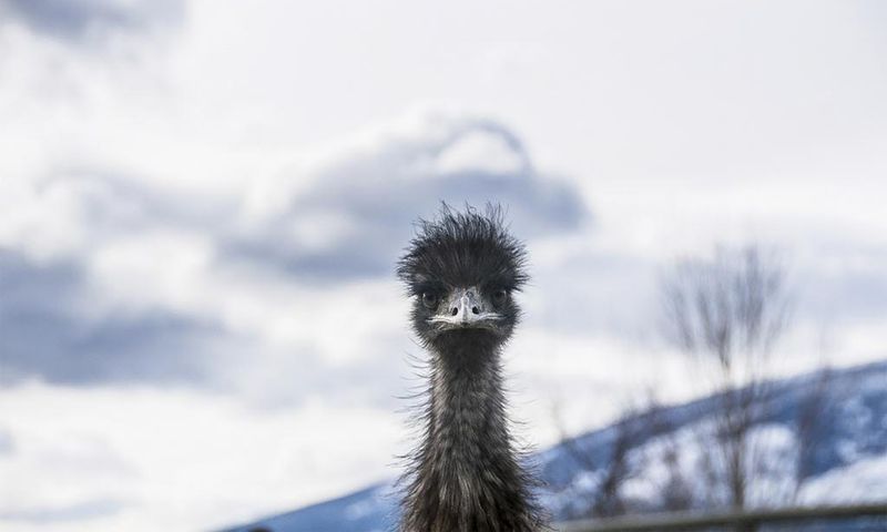 Elusive Emu Remains at Large in North Carolina After More Than Three Weeks