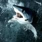 The shortfin mako shark, the world's fastest shark, is among those being caught in large numbers in the North Atlantic
