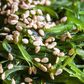 Sesame Allergies Are 9th Most Prevalent