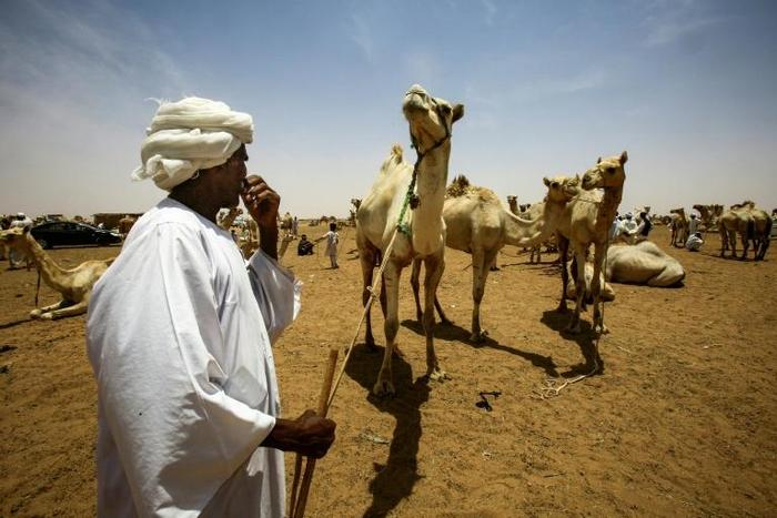 Not far from Sudan's capital Khartoum, dozens of camel traders are oblivious to the country's biggest political upheaval in decades
