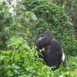 The vast Kahuzi Biega park is a wildlife jewel and a major attraction for tourists eager to see its gorillas