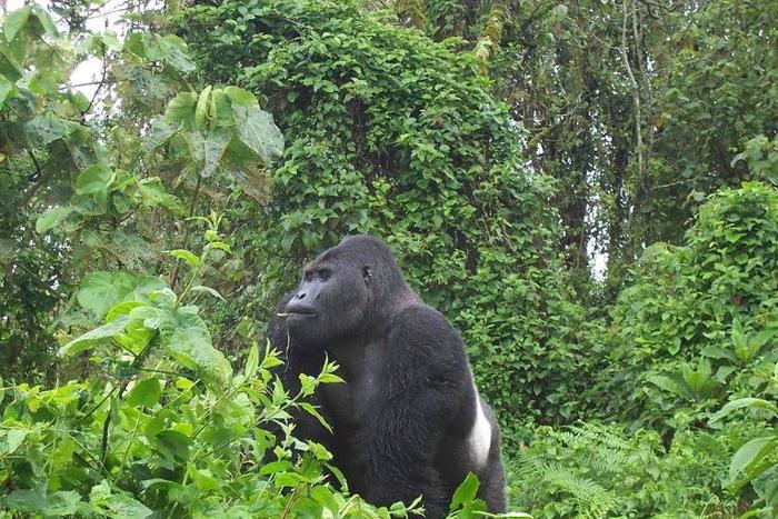 The vast Kahuzi Biega park is a wildlife jewel and a major attraction for tourists eager to see its gorillas