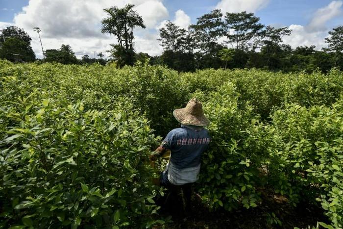 A coca field in southwestern Colombia