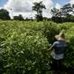 A coca field in southwestern Colombia