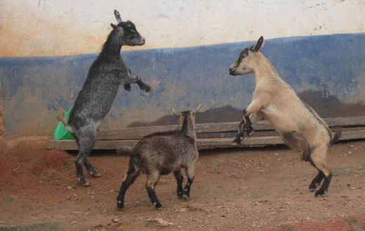 Ga West Assembly: 4 ‘arrested’ goats finally auctioned for ¢665