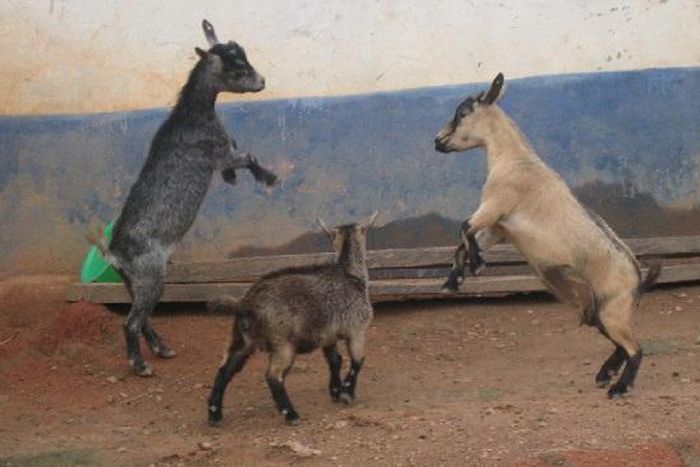 Ga West Assembly: 4 ‘arrested’ goats finally auctioned for ¢665