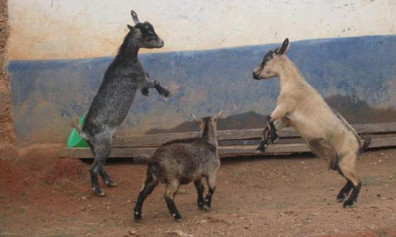 Ga West Assembly: 4 ‘arrested’ goats finally auctioned for ¢665