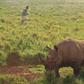 There are about 5,000 black rhinos remaining across their range in the wild, according to the International Union for Conservation of Nature, making them one of the most critically endangered species in the world.