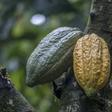 Two cocoa pods, which can each hold some 30 to 40 cocoa beans that are used to make chocolate