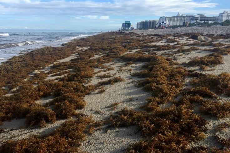 Sargassum seaweed covers the shore of Miami Beach, Florida