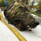 The head is 41.5 cm long -- a gigantic size by today's standards