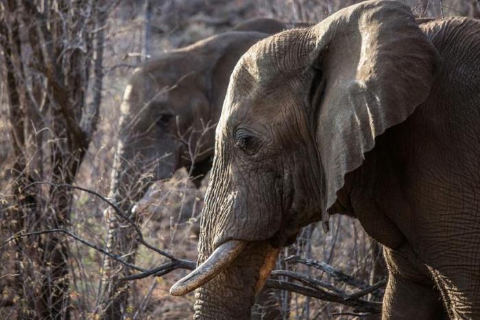 Some countries in southern Africa are pushing for a global ivory ban to be relaxed as their elephant numbers grow