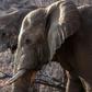 Some countries in southern Africa are pushing for a global ivory ban to be relaxed as their elephant numbers grow