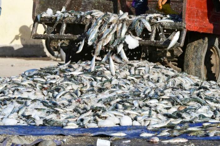 Greenpeace said "hundreds of thousands of tonnes of fish are made into meal or oil for export, to the detriment of about 40 million African men and women"