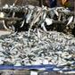 Greenpeace said "hundreds of thousands of tonnes of fish are made into meal or oil for export, to the detriment of about 40 million African men and women"